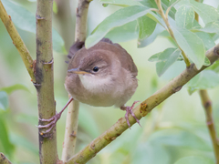Savi's Warbler photo 2