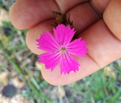 Dianthus carthusianorum