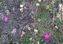 Dianthus carthusianorum