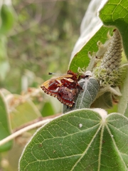 Anteros carausius carausius