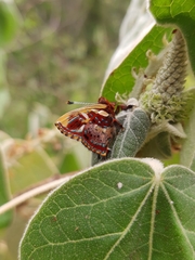 Anteros carausius carausius