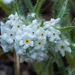 Wilkes' Cryptantha - Photo (c) BJ Stacey, some rights reserved (CC BY-NC), uploaded by BJ Stacey