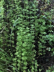 Galium asperifolium