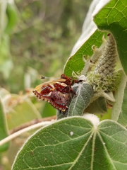 Anteros carausius carausius