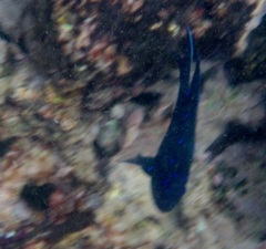 Microspathodon dorsalis