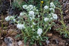 Cryptantha ambigua