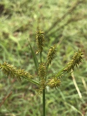 Cyperus cyperoides cyperoides