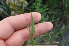 Dichanthelium scabriusculum