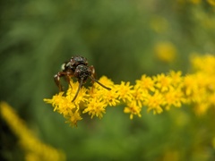 Nomada vicina