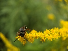 Nomada vicina
