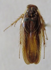 Euphyllodromia angustata