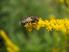 Nomada vicina