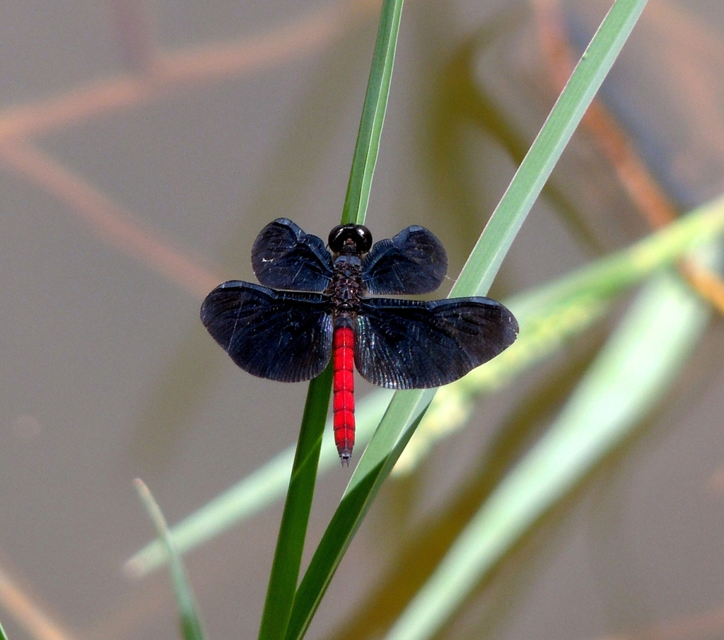 Red-tailed Blackwing
