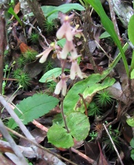 Neottia smallii
