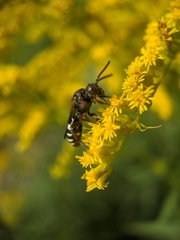 Nomada vicina