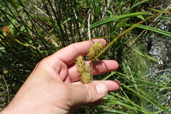 Carex lurida