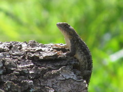 Sceloporus albiventris