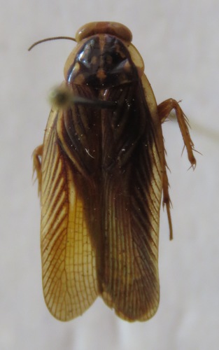 Euphyllodromia angustata image