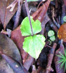 Neottia smallii