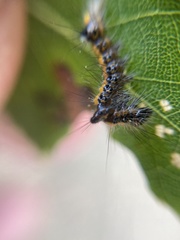 Acronicta psi