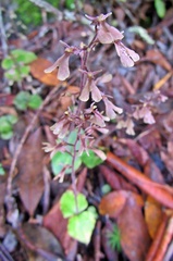 Neottia smallii