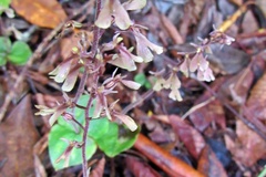 Neottia smallii