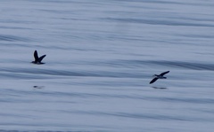 Puffinus lherminieri