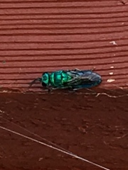 Chrysidoidea