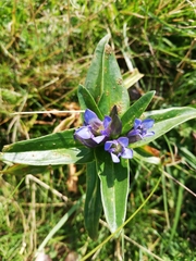 Gentiana cruciata cruciata