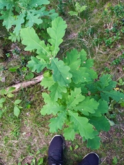 Quercus robur