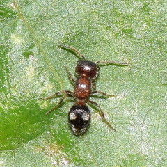 Pseudomethoca athamas