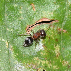 Pseudomethoca athamas