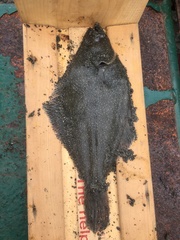 Psettichthys melanostictus