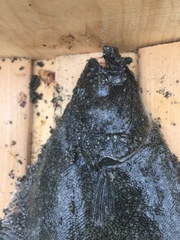 Psettichthys melanostictus