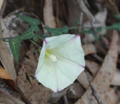 Calystegia purpurata