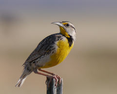 Sturnella magna lilianae