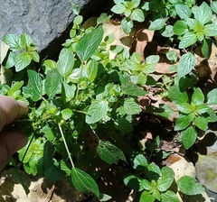 Acalypha mexicana