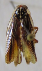 Euphyllodromia angustata