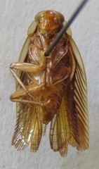 Euphyllodromia angustata