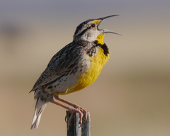 Sturnella magna lilianae