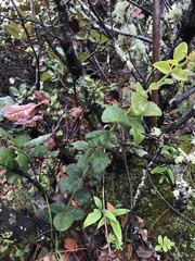 Vaccinium fragile