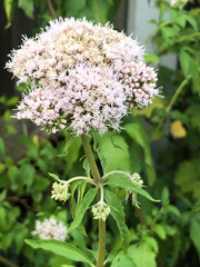 Eupatorium cannabinum
