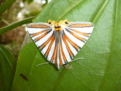 Pityeja histrionaria