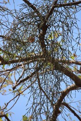 Viscum articulatum