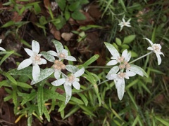 Leontopodium