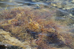 Gongolaria barbata