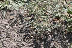 Heliotropium ellipticum