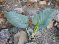 Synandrospadix vermitoxicus