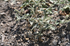 Heliotropium ellipticum