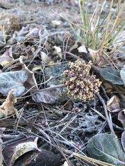 Asclepias solanoana